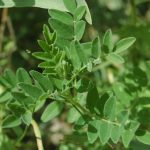 Does Astragalus Really Lengthen Telomeres?