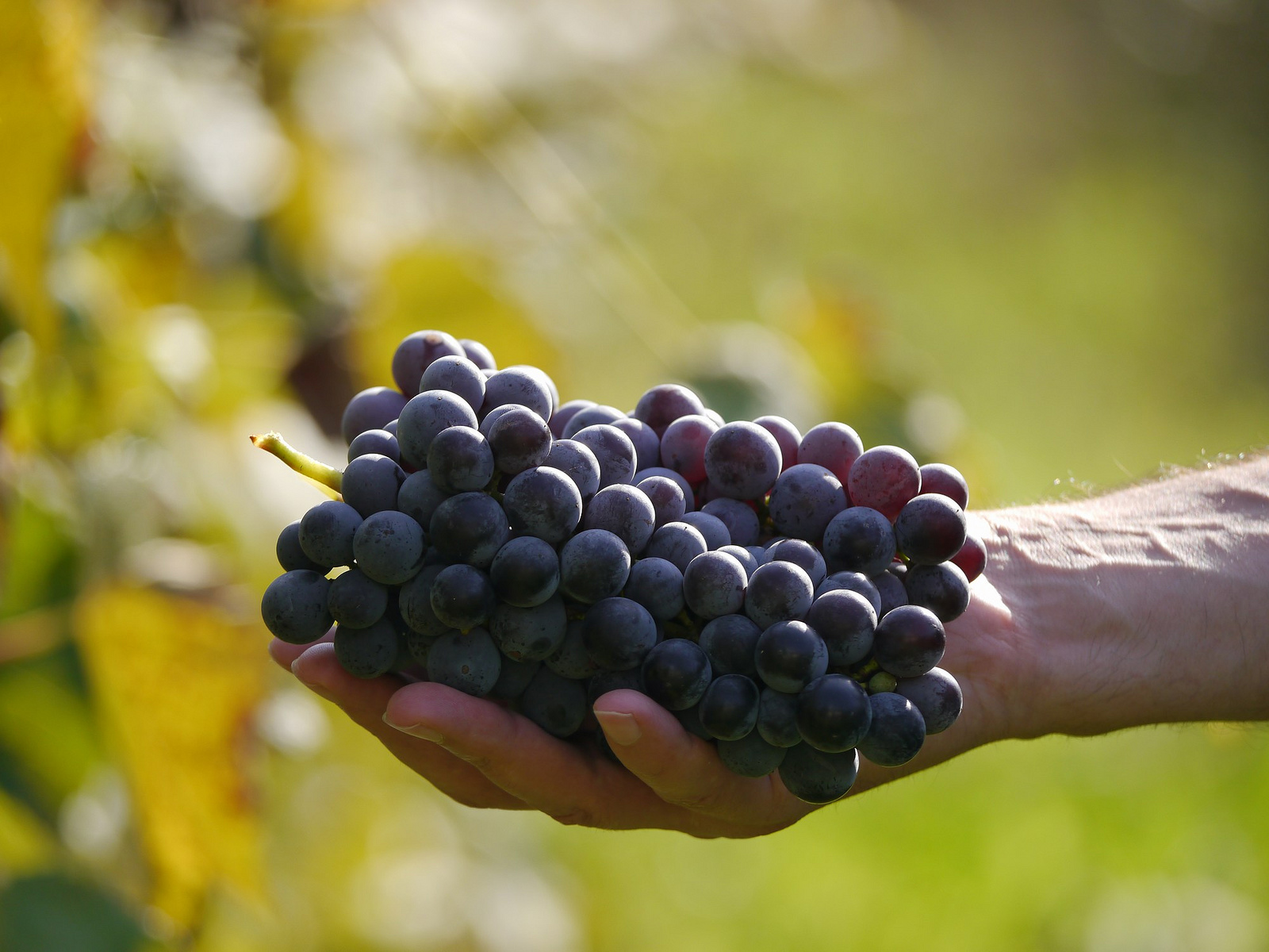 Grape Seed Extract vs. Resveratrol – Anti-Aging Tips